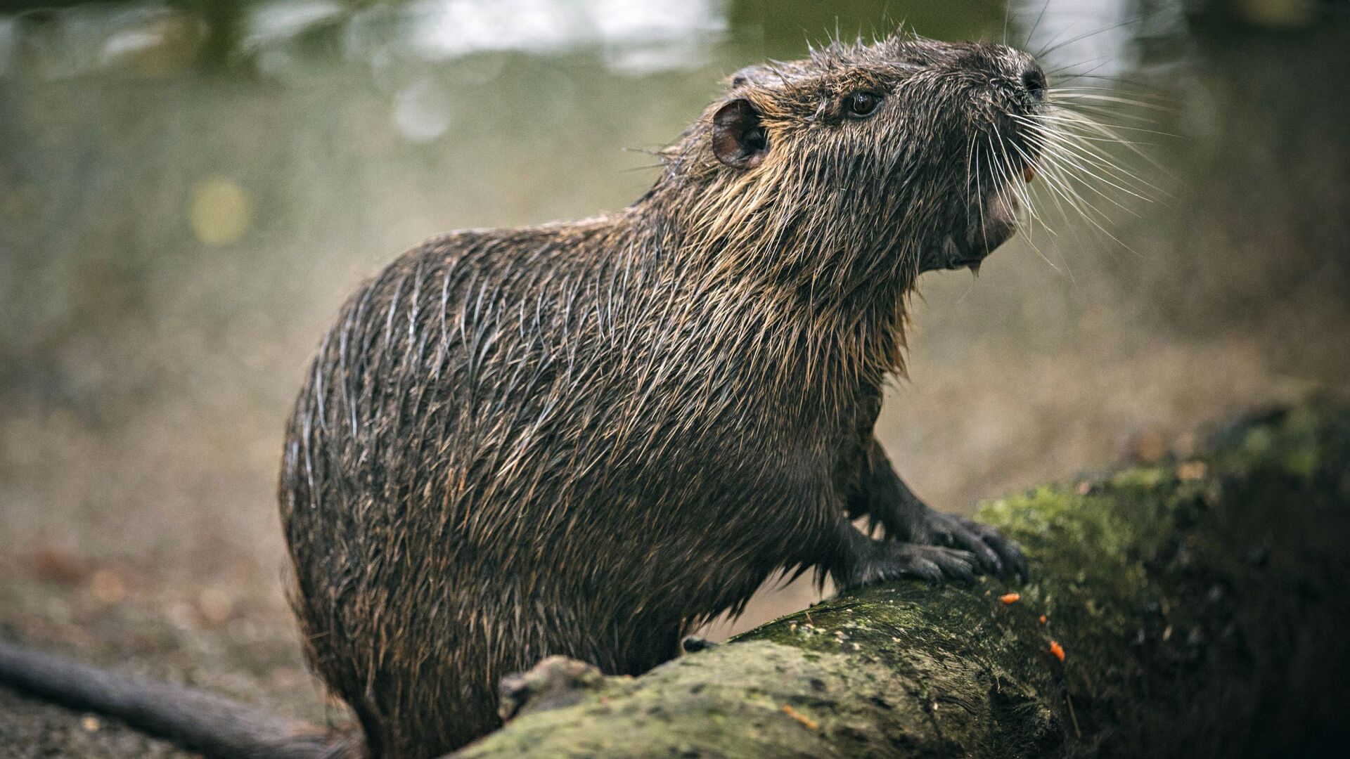 Legislation introduced to eradicate nutria